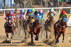 How to Start a Horse Betting Business Site